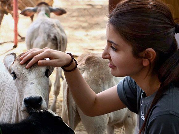 Anushka Sharma takes care of animals
