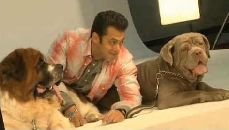 Salman Khan with his Dogs