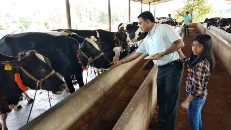 Pramod Sawant Feeding The Cows Along With His Daughter