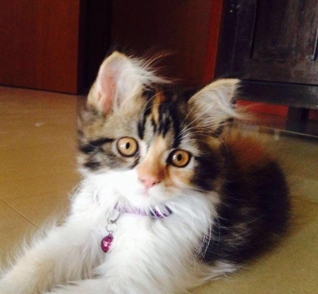 Richa Chadda's Pet Cat - Kamli