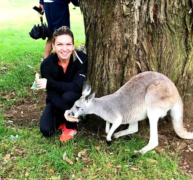 Simona Halep Feeding A Kangaroo