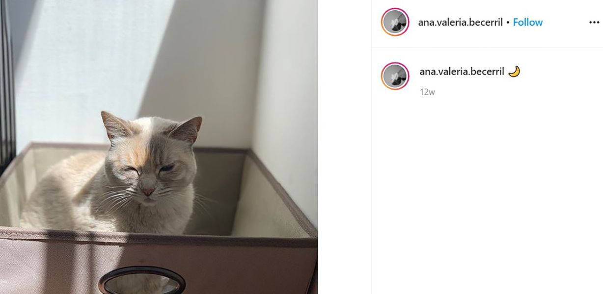 Instagram Bio of Ana Valeria Becerril Talking About her Cat