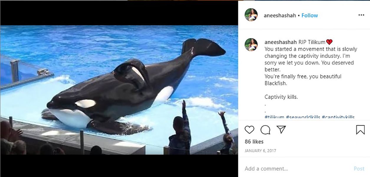 Instagram Post of Aneesha Shah Talking About Orca Whales