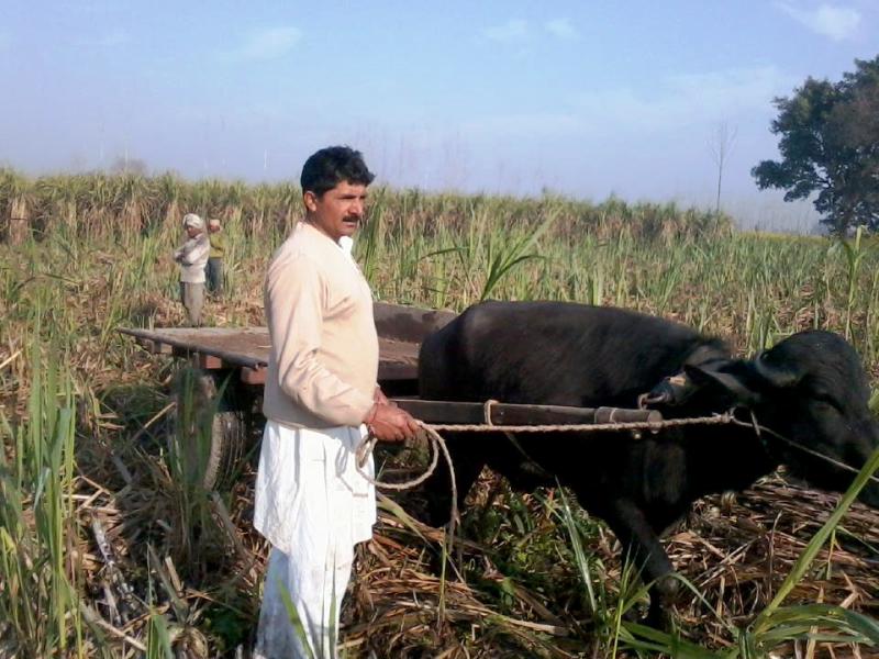 Narendra Tikait in his fields