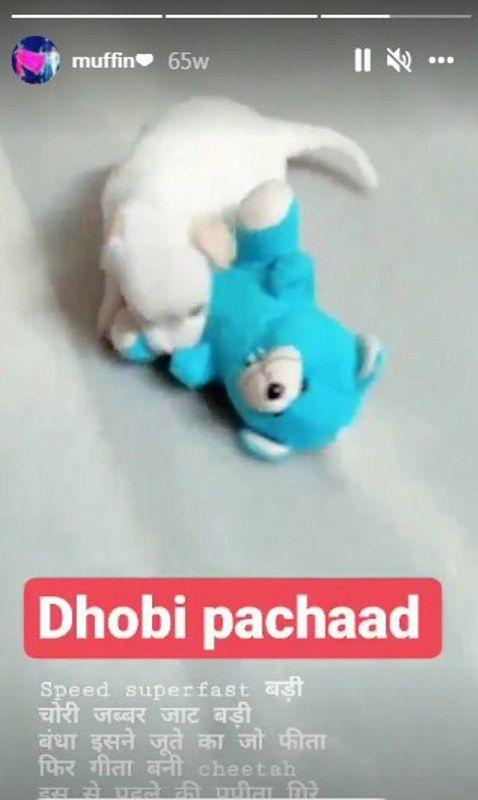 Rupesh Soni talking about his pet in an Insta story