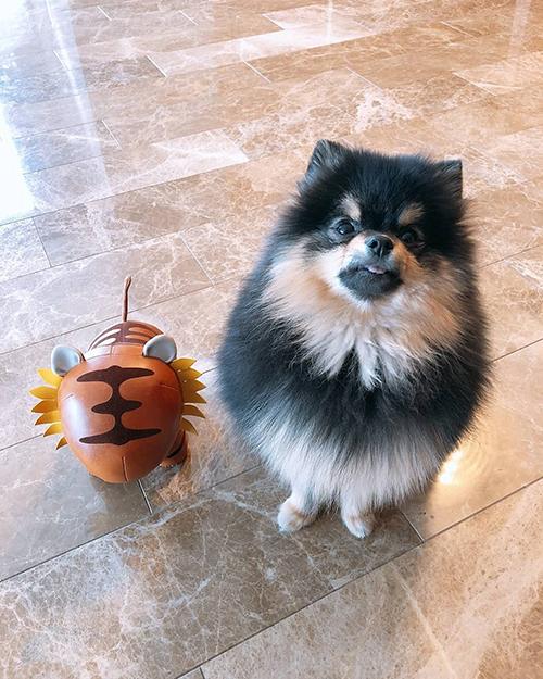 Yeontan with his toy
