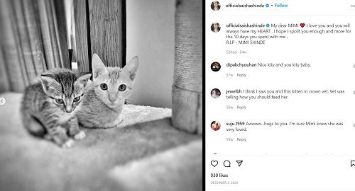 Saisha Shinde's Instagram post about her cats