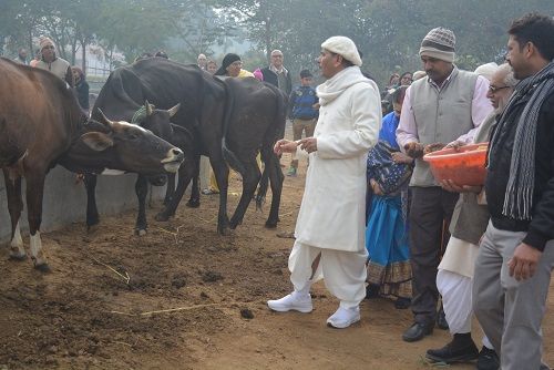 Sudhanshu Ji Maharaj in a cow shelter