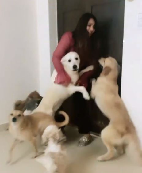 Mitraaw Sharma with her pet dogs