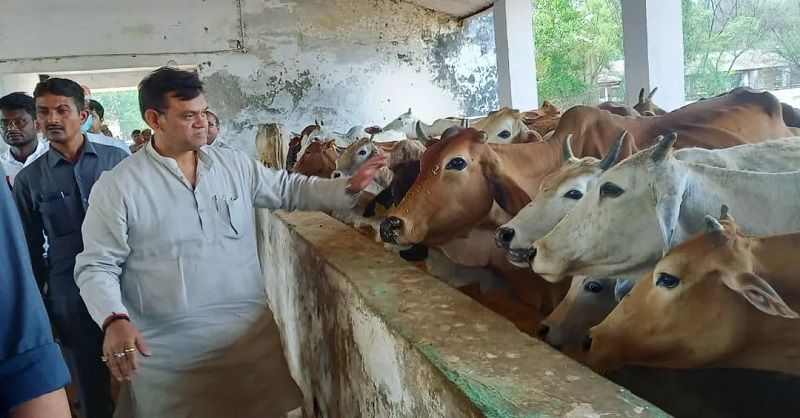 Dinesh Khatik feeding cows
