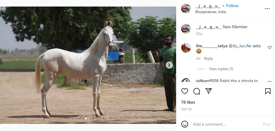 An Instagram post shared by Archana Nag's husband in which he showcased his newly bought horse