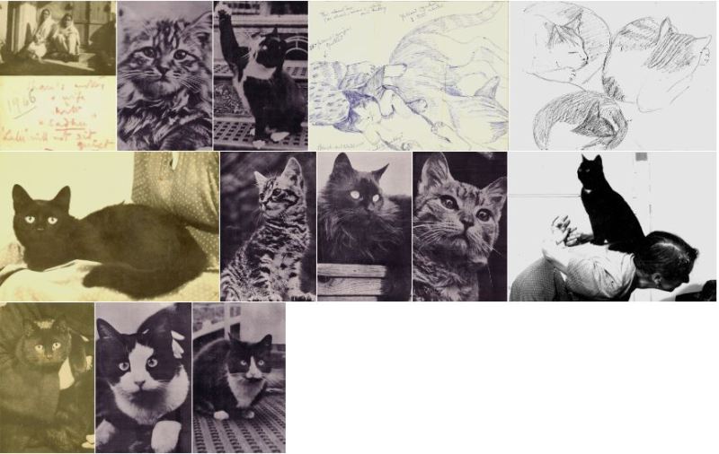 A collection of Savitri Devi's cats