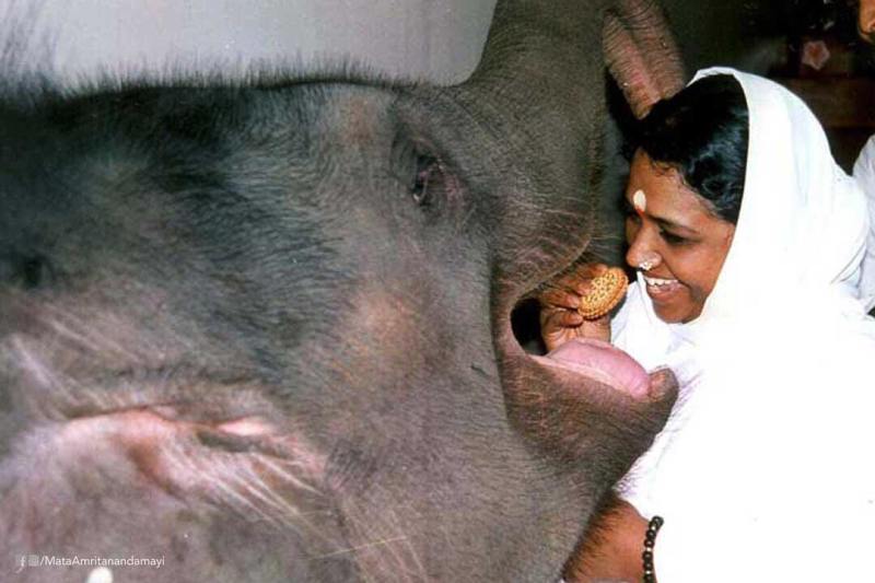 Mata Amma feeding a biscuit to an elephant