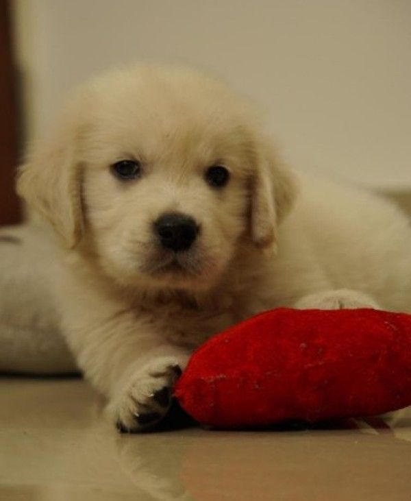 Ayesha Zeenath's pet dog June