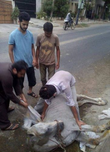Azlan Shah rescuing the stray animal