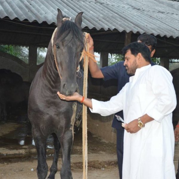 Brij Bhushan Sharan Singh feeding his horse