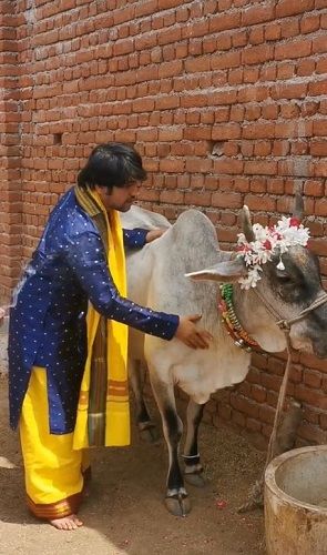 Dhirendra Krishna Shastri worshipping a cow