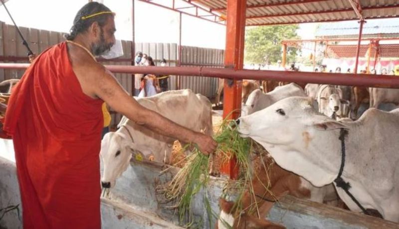 Chinna Jeeyar Swamy feeding cows at a Gaushala in Hyderabad