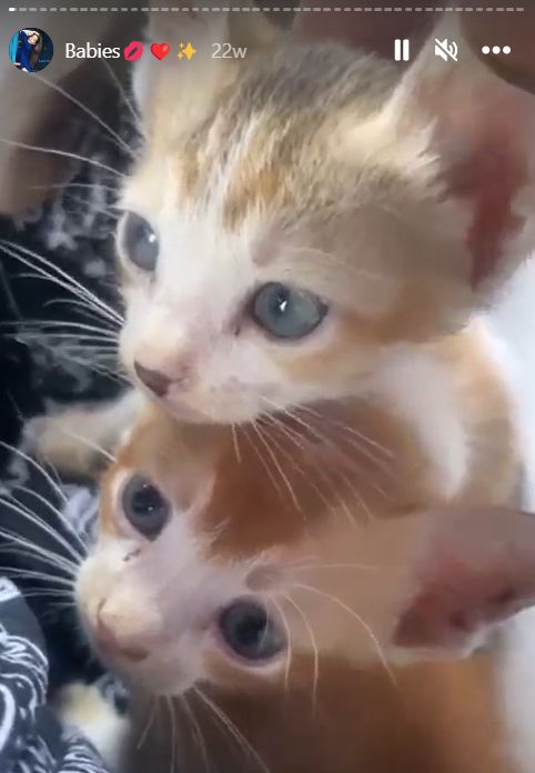 Noor Malabika's post about kittens
