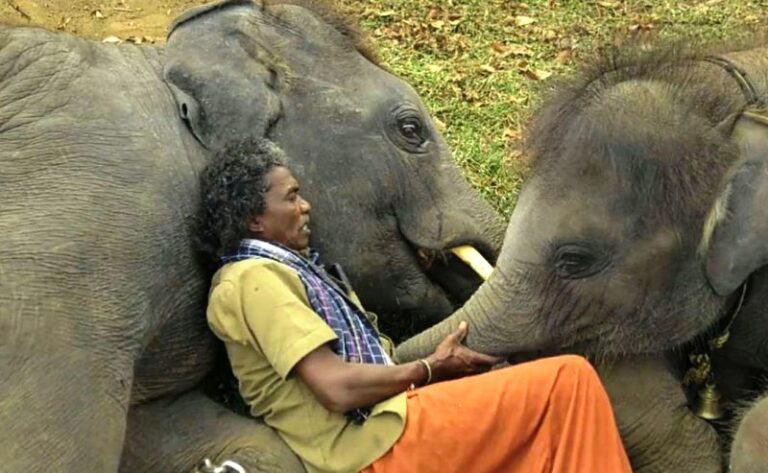 Bomman (The Elephant Whisperers) Wiki, Age, Wife, Family, Biography ...