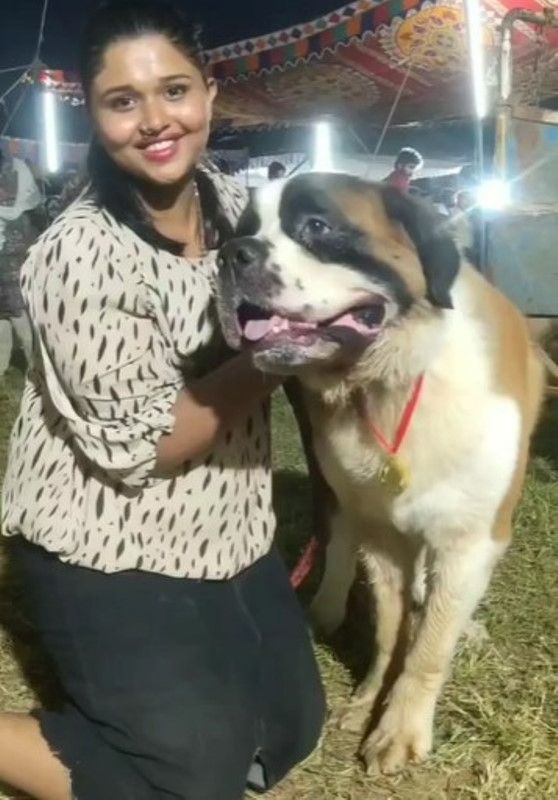 Angeline Mariya with Raichelle (Saint Bernard) during the Thrissur Kennel Club Dog Championship 2022
