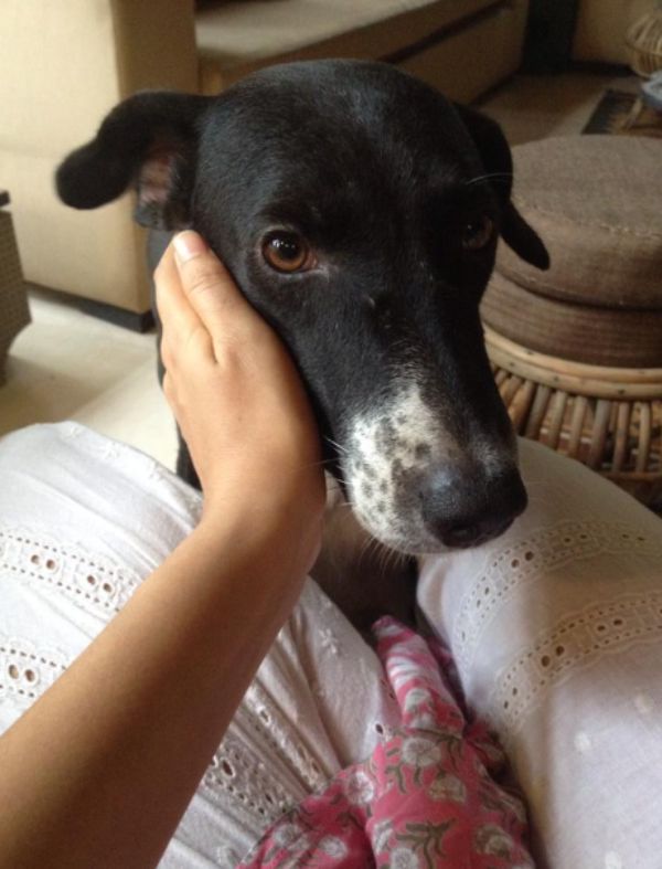 Charu Shankar's pet dog, Meenu