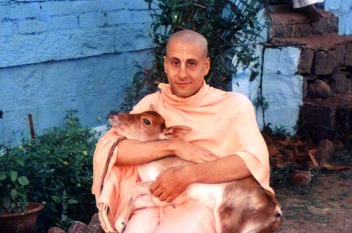 Radhanath Swami with a calf