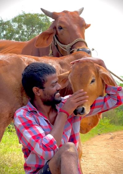 Pallavi Prashanth with a cow