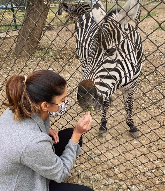 Sanam feeding a zebra