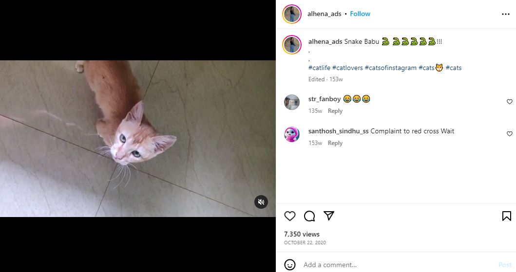 Alhena ADs' Instagram post about her cat