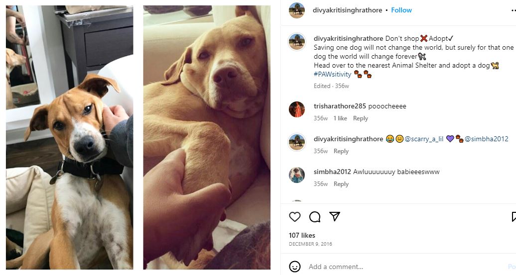 Divyakriti Singh's Instagram post about her dogs