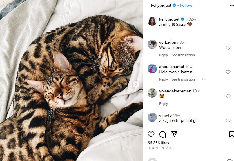 Kelly Piquet's Instagram post about her cats