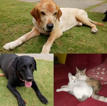 A picture of Karuna Pandey's pets