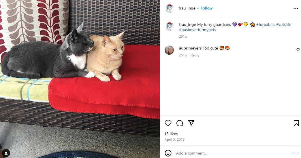 Ingrid Hajek's Instagram Post about her pet cats