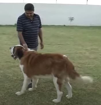 Rajendra Singh Yadav with his dog