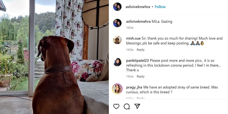 Vivek Mehra's Instagram post about his dog